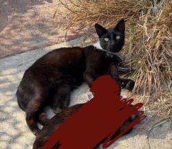 Lost Male Cat last seen Winston Dr, San Diego, CA 92114