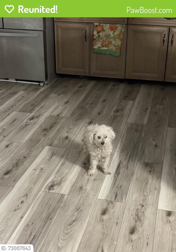 Reunited Female Dog last seen Near 16th Ave N, St. Petersburg, FL 33710, USA, St. Petersburg, FL 33710