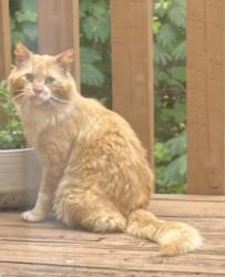 Found/Stray Unknown Cat last seen Pinnacle Pointe Subdivision, Norcross, Norcross, GA 30071
