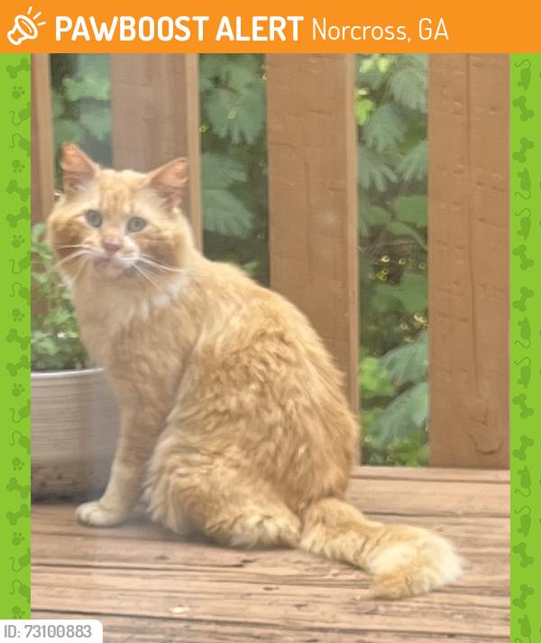 Found/Stray Unknown Cat last seen Pinnacle Pointe Subdivision, Norcross, Norcross, GA 30071