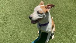 Shelter Stray Female Dog last seen Near Flatbush Avenue, BROOKLYN, NY, 11226, 326 E 110th St, New York, NY 10029, USA