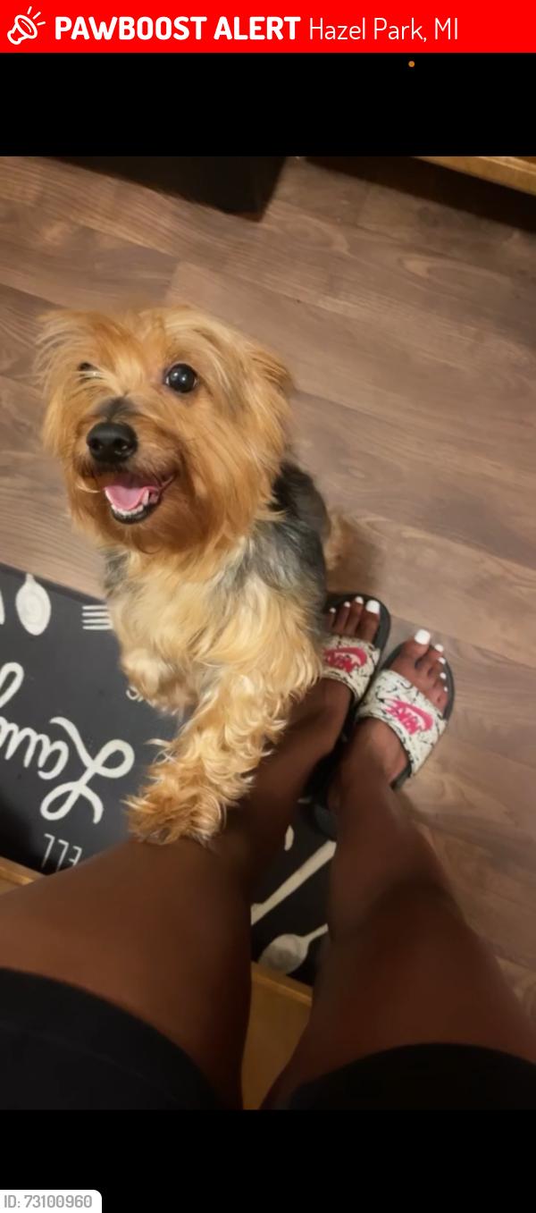 Lost Female Dog last seen 9 mile & Dequindre, Hazel Park, MI 48030