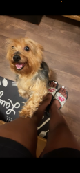 Lost Female Dog last seen 9 mile & Dequindre, Hazel Park, MI 48030