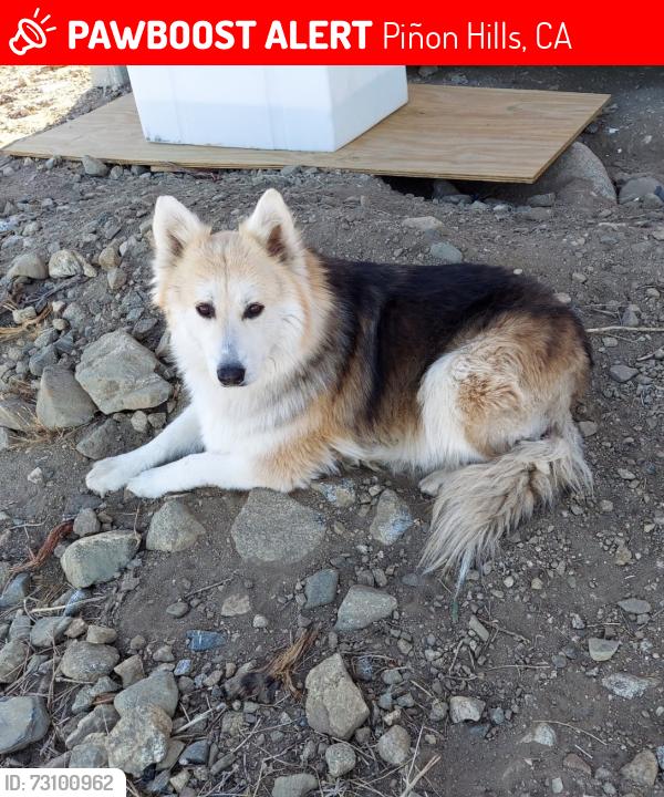 Lost Female Dog last seen Smoke tree and Pine view, Piñon Hills, CA 92372