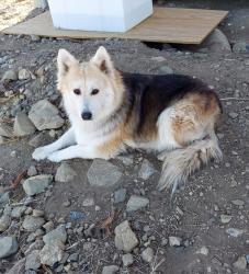 Lost Female Dog last seen Smoke tree and Pine view, Piñon Hills, CA 92372