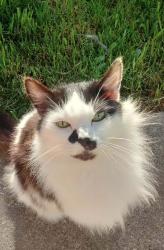 Lost Female Cat last seen Long and 13th street, Sweet Home, OR 97386