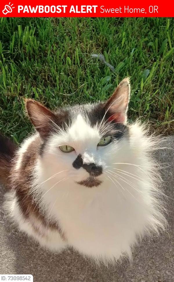 Lost Female Cat last seen Long and 13th street, Sweet Home, OR 97386