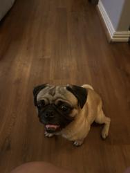Reunited Male Dog last seen Near shannon ln humble tx 77396, Humble, TX 77396