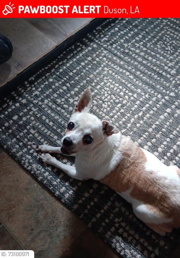 Lost Female Dog last seen Near Landry Road, Duson, Duson, LA 70529