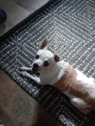Lost Female Dog last seen Near Landry Road, Duson, Duson, LA 70529