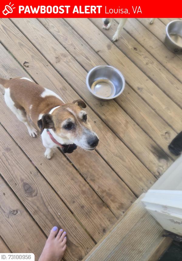 Lost Male Dog last seen Okland road, Louisa, VA 23093