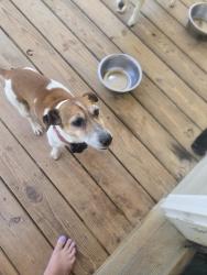 Lost Male Dog last seen Okland road, Louisa, VA 23093
