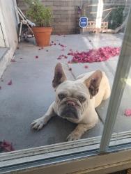 Lost Male Dog last seen Tina st. And Allard, Norwalk, CA 90650