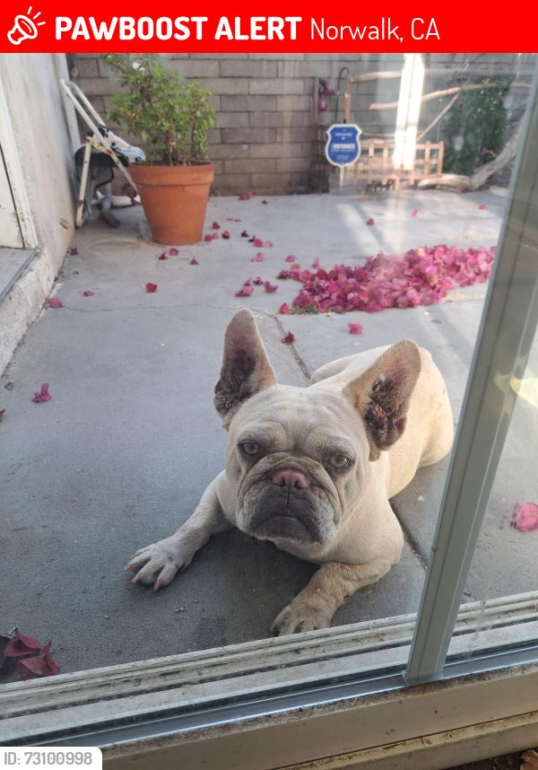 Lost Male Dog last seen Tina st. And Allard, Norwalk, CA 90650