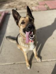 Lost Female Dog last seen Village Green Apts, Hope Mills, NC 28348