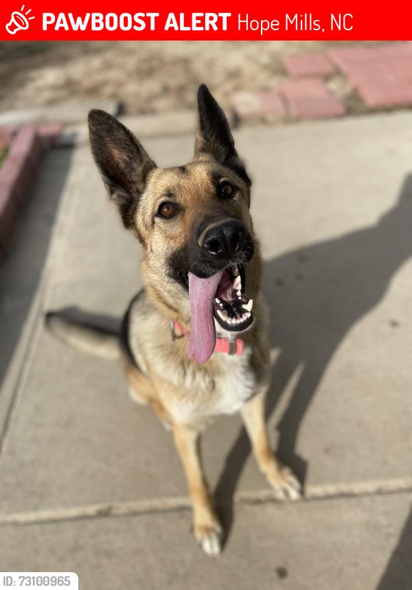 Lost Female Dog last seen Village Green Apts, Hope Mills, NC 28348