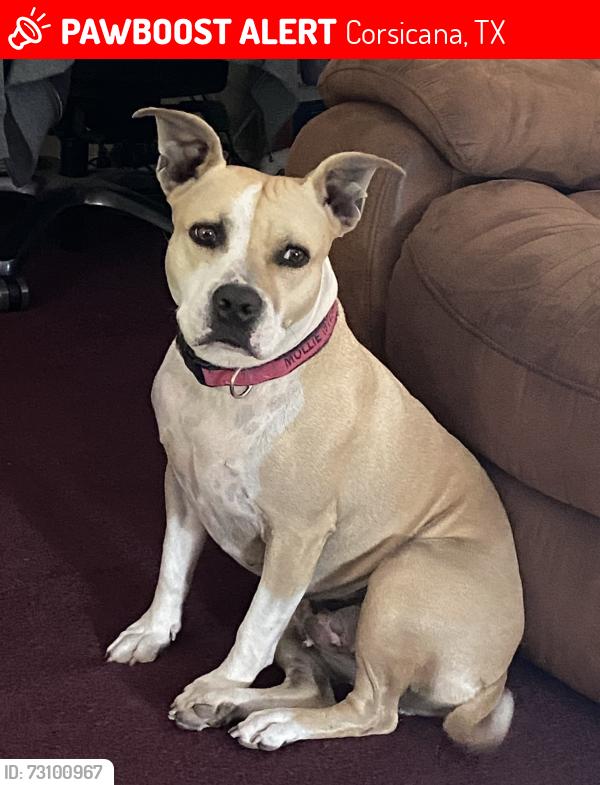 Lost Female Dog last seen Martín Luther King, Corsicana, TX 75110
