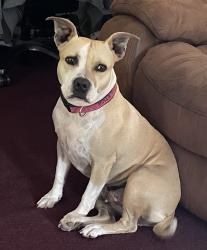 Lost Female Dog last seen Martín Luther King, Corsicana, TX 75110