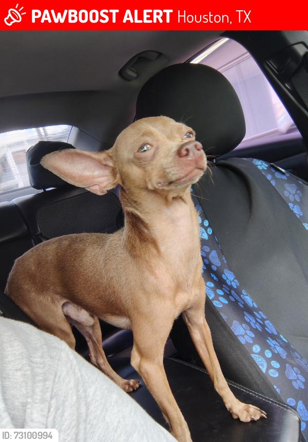 Lost Male Dog last seen WAYSIDE, crown, Houston, TX 77020