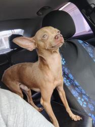 Lost Male Dog last seen WAYSIDE, crown, Houston, TX 77020