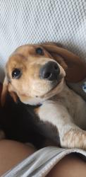 Lost Male Dog last seen Near us 20 porter, Chesterton, IN 46304