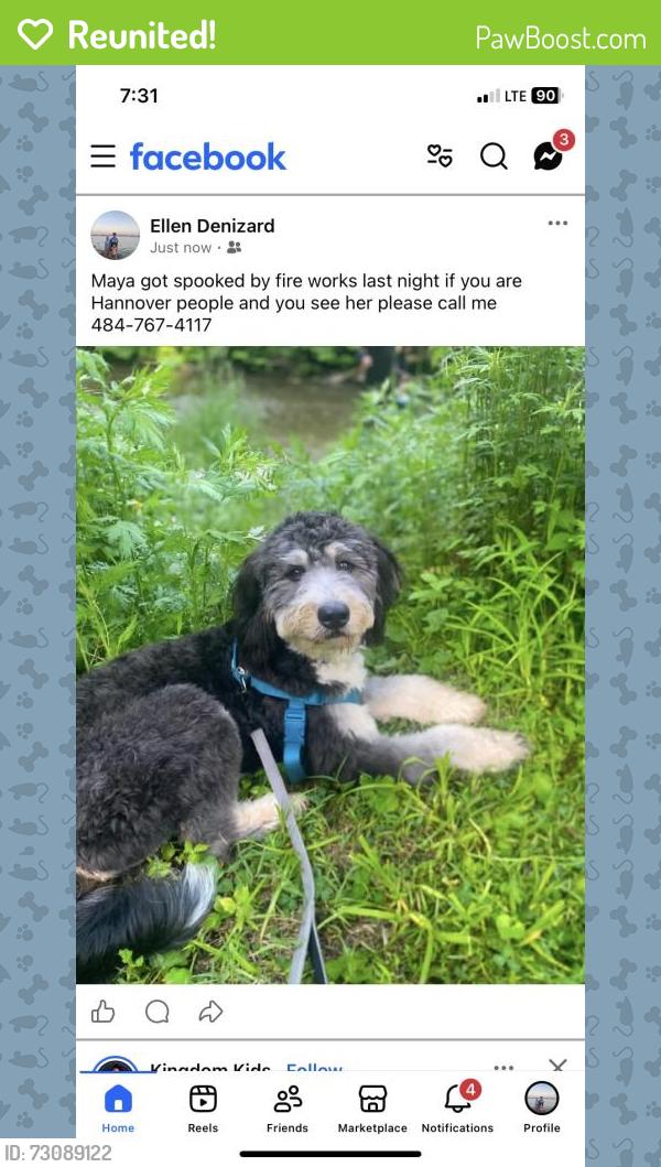 Reunited Female Dog last seen Near wegmans Drive Bethlehem pa, Bethlehem, PA 18017