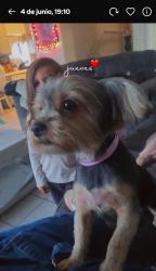 Lost Female Dog last seen Cumberlan y rachael, National City, CA 91950