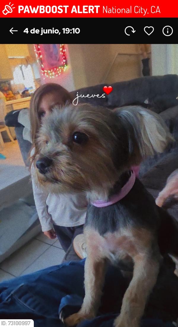 Lost Female Dog last seen Cumberlan y rachael, National City, CA 91950