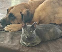Reunited Male Cat last seen Byrnes and Olney Drive, San Antonio, TX 78209, San Antonio, TX 78209