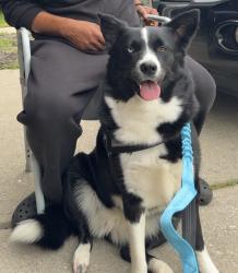 Reunited Female Dog last seen Country Club Rd & 21st St Indianapolis, IN, Indianapolis, IN 46234