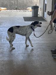 Reunited Female Dog last seen Watergate way by pounding basin, Hutto, TX 78634