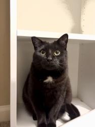 Lost Female Cat last seen Near Integra vistas, Chattanooga, TN 37343