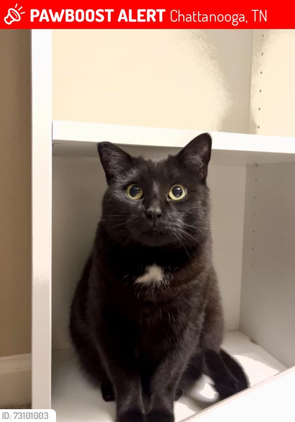 Lost Female Cat last seen Near Integra vistas, Chattanooga, TN 37343