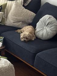Reunited Female Dog last seen Miss, Hayward, CA 94541