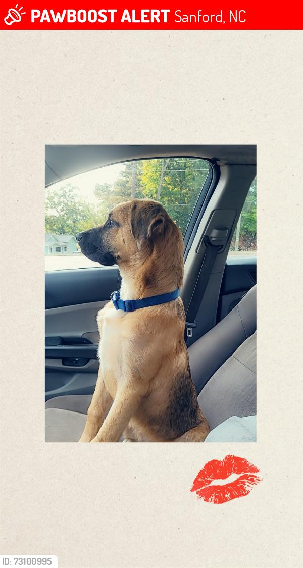 Lost Male Dog last seen Near Nicholson rd, Sanford, NC 27332