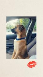 Lost Male Dog last seen Near Nicholson rd, Sanford, NC 27332