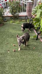 Found/Stray Unknown Dog last seen N. 12th St., San Jose, CA 95112