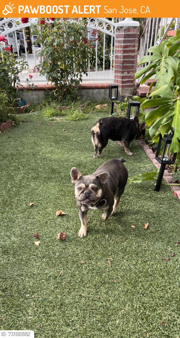 Found/Stray Unknown Dog last seen N. 12th St., San Jose, CA 95112
