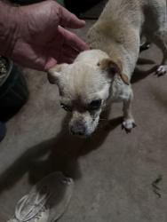 Found/Stray Male Dog last seen Community behind SaveMart, Porterville, CA 93257