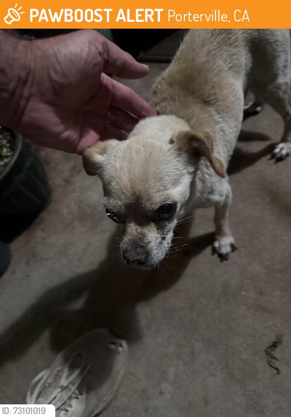 Found/Stray Male Dog last seen Community behind SaveMart, Porterville, CA 93257