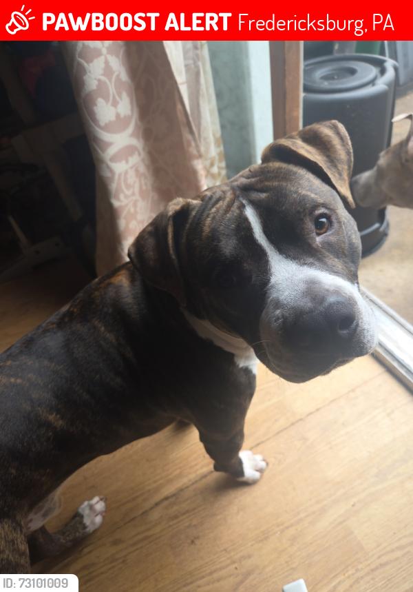 Lost Male Dog last seen Free bird chicken, Fredericksburg, PA 17026