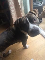 Lost Male Dog last seen Free bird chicken, Fredericksburg, PA 17026