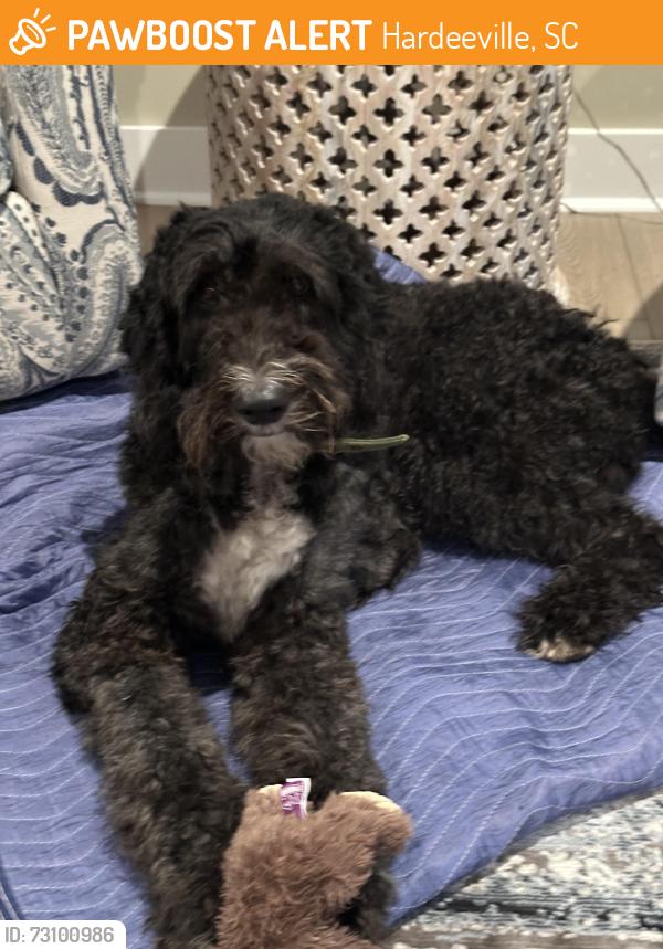 Found/Stray Male Dog last seen Route 46, Hardeeville, SC 29927
