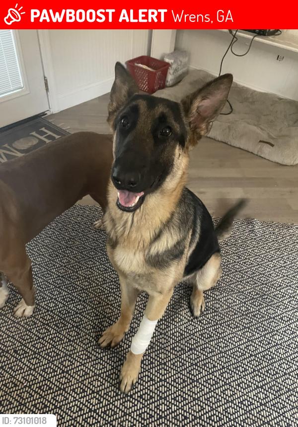 Lost Male Dog last seen King st, Wrens, GA, Wrens, GA 30833