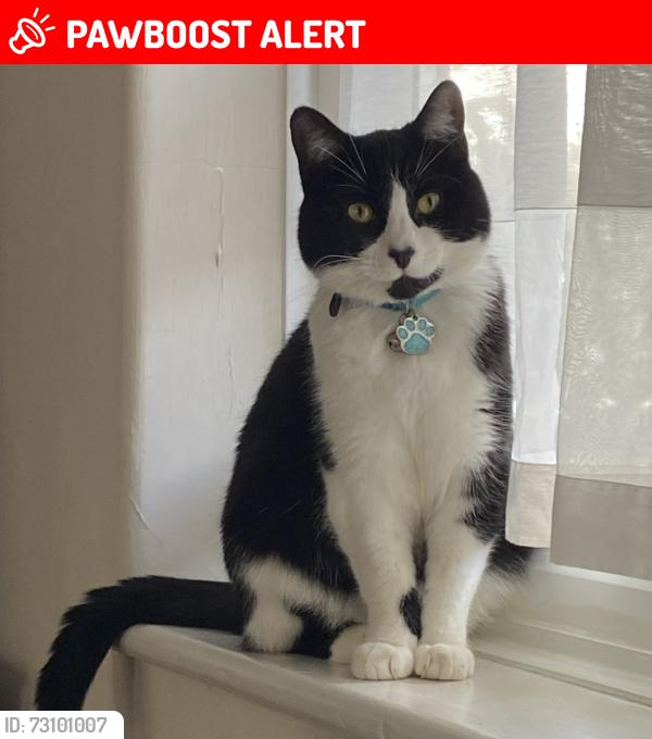 Lost Male Cat last seen Ledway Drive, HA99TQ, Greater London, England 