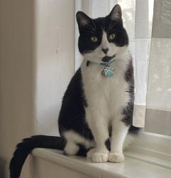 Lost Male Cat last seen Ledway Drive, HA99TQ, Greater London, England 