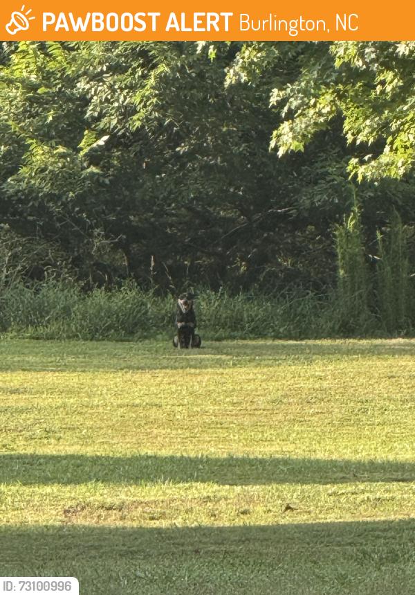 Found/Stray Female Dog last seen Back side of Graham/Mebane Lake on the Burlington side, Burlington, NC 27217