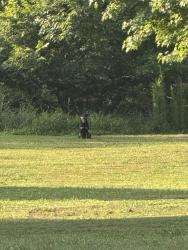 Found/Stray Female Dog last seen Back side of Graham/Mebane Lake on the Burlington side, Burlington, NC 27217