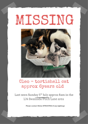 Lost Female Cat last seen Greystone road/hilary ave, Broadgreen, England L14 6UH
