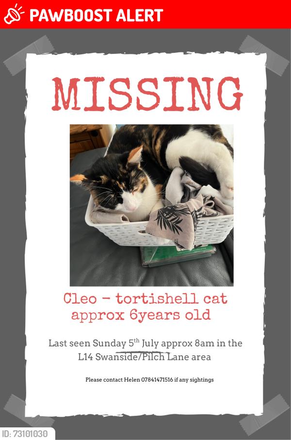 Lost Female Cat last seen Greystone road/hilary ave, Broadgreen, England L14 6UH